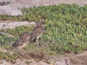 Aruba Natural Wildlife