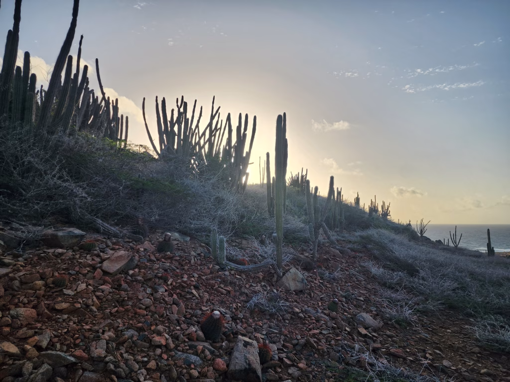 Hiking trail through cactus and desert landscape in Arikok National Park, Aruba