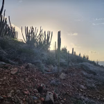 Hiking trail through cactus and desert landscape in Arikok National Park, Aruba